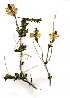 ( - OM1181)  @11 [ ] No Rights Reserved  Unspecified Unspecified