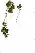  ( - OM1260)  @11 [ ] No Rights Reserved  Unspecified Unspecified
