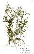  (Merremia palmata - OM1394)  @11 [ ] No Rights Reserved  Unspecified Unspecified