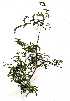  ( - OM1467)  @11 [ ] No Rights Reserved  Unspecified Unspecified