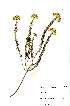  ( - OM1521)  @11 [ ] No Rights Reserved  Unspecified Unspecified