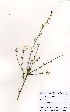  ( - OM1594)  @11 [ ] No Rights Reserved  Unspecified Unspecified