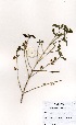  (Tricalysia junodii - OM1601)  @11 [ ] No Rights Reserved  Unspecified Unspecified
