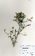  ( - OM1608)  @11 [ ] No Rights Reserved  Unspecified Unspecified