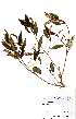  ( - OM1946)  @11 [ ] No Rights Reserved  Unspecified Unspecified