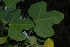  (Adenia gummifera - OM2473)  @11 [ ] CreativeCommons - Attribution Non-Commercial Share-Alike (2011) Olivier Maurin University of Johannesburg