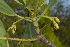  (Rhizophora mucronata - OM2479)  @11 [ ] Unspecified (default): All Rights Reserved  Unspecified Unspecified