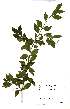  ( - OM2483)  @11 [ ] Unspecified (default): All Rights Reserved  Unspecified Unspecified