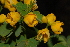  (Senna pendula - OM2502)  @11 [ ] CreativeCommons - Attribution Non-Commercial Share-Alike (2011) Olivier Maurin University of Johannesburg