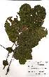  (Pterocarpus brenanii - OM2510)  @11 [ ] No Rights Reserved  Unspecified Unspecified
