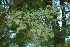  ( - OM2517)  @11 [ ] CreativeCommons - Attribution Non-Commercial Share-Alike (2011) Olivier Maurin University of Johannesburg