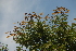  (Julbernardia globiflora - OM2517)  @11 [ ] CreativeCommons - Attribution Non-Commercial Share-Alike (2011) Olivier Maurin University of Johannesburg