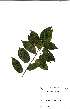  ( - OM2539)  @11 [ ] No Rights Reserved  Unspecified Unspecified