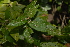  (Croton menyharthii - OM2552)  @11 [ ] CreativeCommons - Attribution Non-Commercial Share-Alike (2011) Olivier Maurin University of Johannesburg