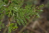  (Acacia torrei - OM2573)  @14 [ ] CreativeCommons - Attribution Non-Commercial Share-Alike (2011) Olivier Maurin University of Johannesburg