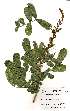  (Deinbollia xanthocarpa - OM2578)  @13 [ ] No Rights Reserved  Unspecified Unspecified