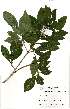  (Eumachia abrupta - OM2584)  @11 [ ] No Rights Reserved  Unspecified Unspecified