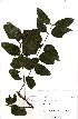  (Cassia afrofistula - OM2629)  @11 [ ] No Rights Reserved (2011) Olivier Maurin University of Johannesburg