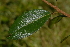  (Hymenocardia acida - OM2637)  @11 [ ] CreativeCommons - Attribution Non-Commercial Share-Alike (2011) Olivier Maurin University of Johannesburg