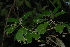  (Manilkara discolor - OM2642)  @11 [ ] CreativeCommons - Attribution Non-Commercial Share-Alike (2011) Olivier Maurin University of Johannesburg