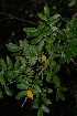  (Commiphora serrata - OM2660)  @11 [ ] CreativeCommons - Attribution Non-Commercial Share-Alike (2011) Olivier Maurin University of Johannesburg