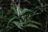  (Tricalysia delagoensis - OM2680)  @11 [ ] CreativeCommons - Attribution Non-Commercial Share-Alike (2011) Olivier Maurin University of Johannesburg