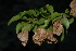  (Hymenocardia ulmoides - OM2686)  @11 [ ] CreativeCommons - Attribution Non-Commercial Share-Alike (2011) Olivier Maurin University of Johannesburg