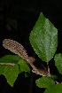  (Glyphaea tomentosa - OM2701)  @11 [ ] CreativeCommons - Attribution Non-Commercial Share-Alike (2011) Olivier Maurin University of Johannesburg