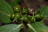  (Pavetta klotzschiana - OM2708)  @11 [ ] CreativeCommons - Attribution Non-Commercial Share-Alike (2011) Olivier Maurin University of Johannesburg