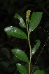  (Erythroxylum emarginatum - OM2709)  @11 [ ] CreativeCommons - Attribution Non-Commercial Share-Alike (2011) Olivier Maurin University of Johannesburg