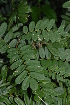  (Dalbergia arbutifolia - OM2712)  @11 [ ] CreativeCommons - Attribution Non-Commercial Share-Alike (2011) Olivier Maurin University of Johannesburg
