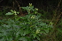  (Heteromorpha arborescens var. abyssinica - OM2726)  @11 [ ] CreativeCommons - Attribution Non-Commercial Share-Alike (2011) Olivier Maurin University of Johannesburg
