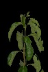  (Clerodendrum eriophyllum - OM2759)  @11 [ ] CreativeCommons - Attribution Non-Commercial Share-Alike (2011) Olivier Maurin University of Johannesburg