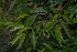  (Rothmannia fischeri - OM2761)  @11 [ ] CreativeCommons - Attribution Non-Commercial Share-Alike (2011) Olivier Maurin University of Johannesburg