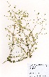  (Molluginaceae - OM2810)  @11 [ ] No Rights Reserved  Unspecified Unspecified