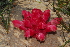 (Hyobanche - OM2859)  @11 [ ] CreativeCommons - Attribution Non-Commercial Share-Alike (2011) Olivier Maurin University of Johannesburg