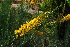  (Lebeckia sepiaria - OM2898)  @11 [ ] CreativeCommons - Attribution Non-Commercial Share-Alike (2011) Olivier Maurin University of Johannesburg