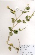  (Zygophyllum flexuosum - OM2937)  @11 [ ] No Rights Reserved  Unspecified Unspecified