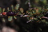  ( - OM2942)  @11 [ ] CreativeCommons - Attribution Non-Commercial Share-Alike (2011) Olivier Maurin University of Johannesburg
