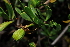  (Zygophyllum foetidum - OM2944)  @11 [ ] CreativeCommons - Attribution Non-Commercial Share-Alike (2011) Olivier Maurin University of Johannesburg