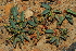  (Euphorbia tuberosa - OM2980)  @11 [ ] CreativeCommons - Attribution Non-Commercial Share-Alike (2011) Olivier Maurin University of Johannesburg
