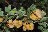  (Roepera morgsana - OM2983)  @11 [ ] CreativeCommons - Attribution Non-Commercial Share-Alike (2011) Olivier Maurin University of Johannesburg