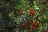  (Salvia lanceolata - OM2986)  @11 [ ] CreativeCommons - Attribution Non-Commercial Share-Alike (2011) Olivier Maurin University of Johannesburg