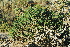  (Euphorbia burmanii - OM2991)  @11 [ ] CreativeCommons - Attribution Non-Commercial Share-Alike (2011) Olivier Maurin University of Johannesburg