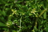  (Galium tometosum - OM3015)  @11 [ ] CreativeCommons - Attribution Non-Commercial Share-Alike (2011) Olivier Maurin University of Johannesburg