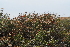 (Stoeberia - OM3021)  @11 [ ] CreativeCommons - Attribution Non-Commercial Share-Alike (2011) Olivier Maurin University of Johannesburg