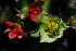  (Euphorbia hamata - OM3064)  @11 [ ] CreativeCommons - Attribution Non-Commercial Share-Alike (2011) Olivier Maurin University of Johannesburg
