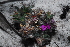  (Indigofera glomerata - OM3079)  @11 [ ] CreativeCommons - Attribution Non-Commercial Share-Alike (2011) Olivier Maurin University of Johannesburg