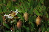  (Zygophyllum sessilifolium - OM3082B)  @11 [ ] CreativeCommons - Attribution Non-Commercial Share-Alike (2011) Olivier Maurin University of Johannesburg