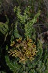  (Asclepias crispa - OM3143)  @13 [ ] CreativeCommons - Attribution Non-Commercial Share-Alike (2011) Olivier Maurin University of Johannesburg